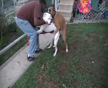 black man breed brown boxer and white staforchier terrier mp4