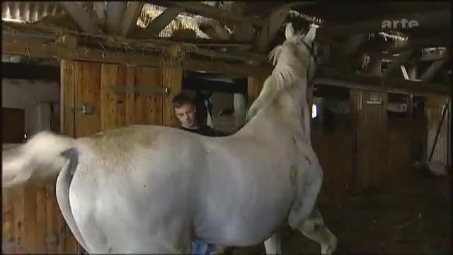 horse mating white stalion and brown mare mp4